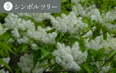 シンボルツリー